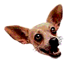 The Taco Bell chihuahua dog